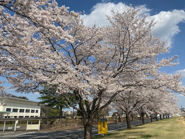 ｽﾎﾟ-ﾂｾﾝﾀ-入口の桜