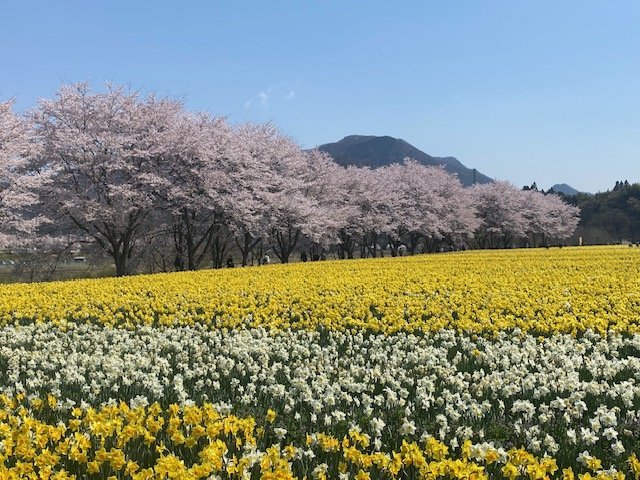岩井親水公園の桜と水仙